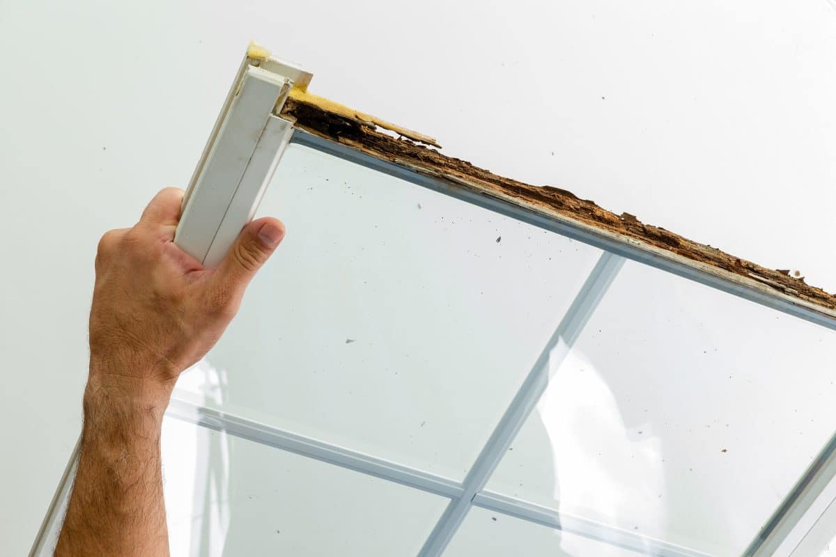 wet rot on window